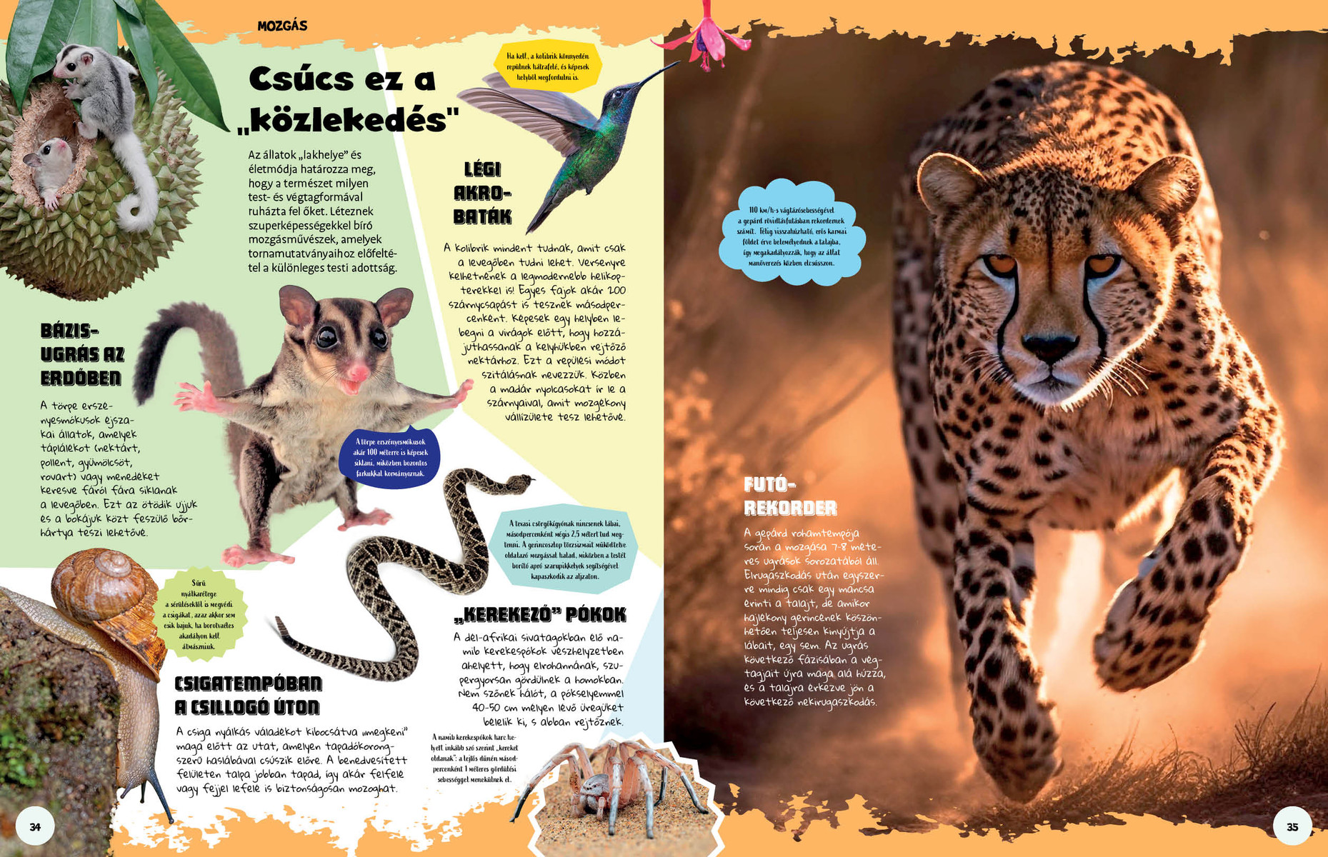 Ez állati! Trükkök és szuperképességek